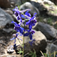 Delphinium depauperatum