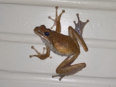 Polypedates leucomystax