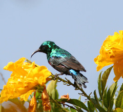 Cinnyris mariquensis
