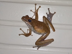 Polypedates leucomystax