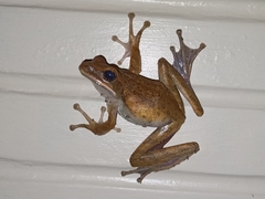 Polypedates leucomystax