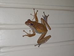 Polypedates leucomystax