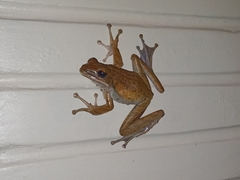 Polypedates leucomystax