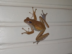 Polypedates leucomystax