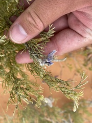 Sophora stenophylla