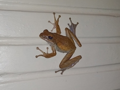 Polypedates leucomystax