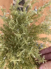 Sophora stenophylla