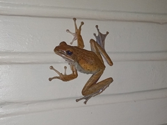 Polypedates leucomystax