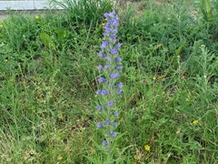 Echium vulgare