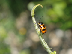 Cryptocephalus quinquepunctatus