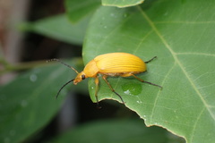 Cteniopinus