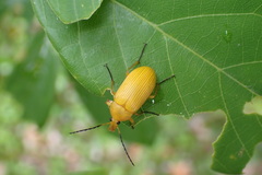 Cteniopinus