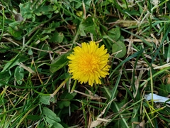 Taraxacum