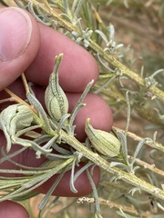 Gnorimoschema octomaculella