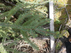 Picea glauca × engelmannii