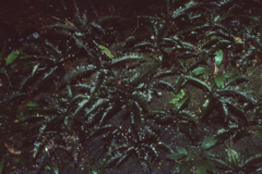 Cephalomanes javanicum
