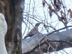Colaptes auratus collaris