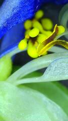 Commelina communis