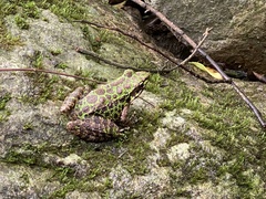 Odorrana tianmuii