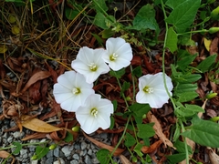 Convolvulus arvensis