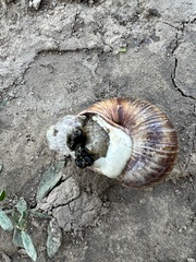 Helix lucorum
