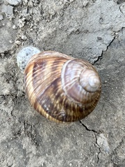 Helix lucorum