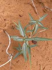 Dicoria canescens