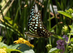 Graphium agamemnon