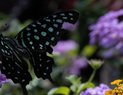 Graphium agamemnon