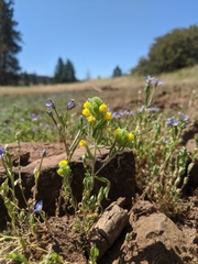 Castilleja lacera