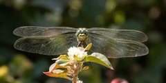 Orthetrum sabina