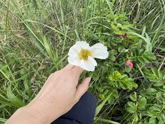 Papaver sokolovskajae