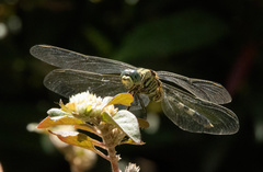 Orthetrum sabina
