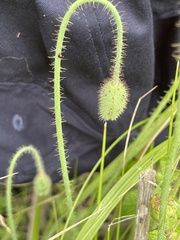 Papaver sokolovskajae