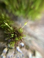 Ptychomitrium australe