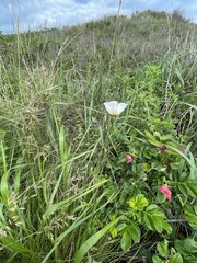 Papaver sokolovskajae