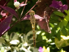 Pantala flavescens