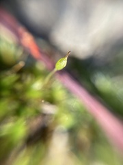 Ptychomitrium australe