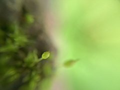 Ptychomitrium australe