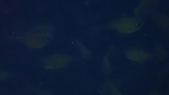 Pempheris rhomboidea