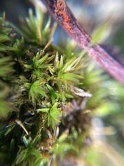 Ptychomitrium australe