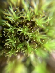 Ptychomitrium australe