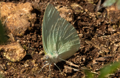 Catopsilia pomona