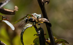 Sceliphron madraspatanum