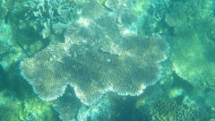 Acropora hyacinthus