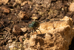Orthetrum sabina