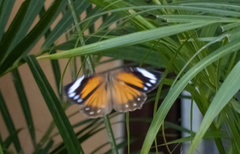 Elymnias hypermnestra