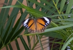 Elymnias hypermnestra
