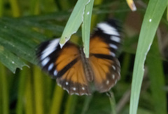 Elymnias hypermnestra