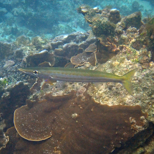 Striped Barracuda